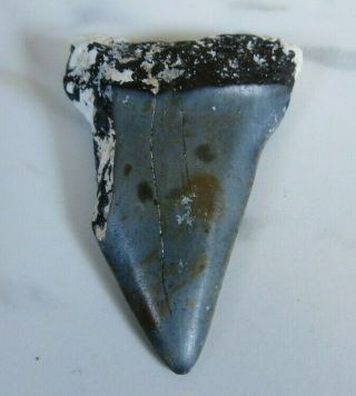 Fossil Mako Shark Tooth,  1 3/4 Inches