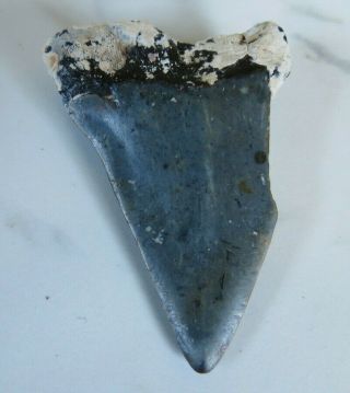 Fossil Mako Shark Tooth,  1 3/4 inches 2