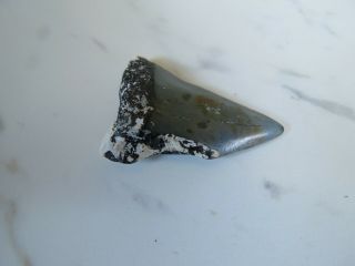 Fossil Mako Shark Tooth,  1 3/4 inches 3