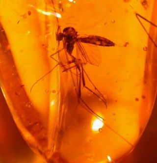 Mycetophilid Fly,  Wasp In Authentic Dominican Amber Fossil Gemstone