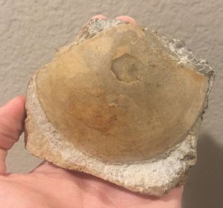 France Fossil Bivalve Unidentified Sp.  Jurassic Dinosaur Fossil Age Shell