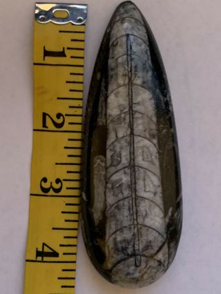 Orthoceras Fossil 4 Inches From Morocco