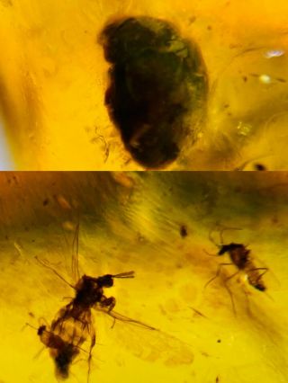 Beetle&diptera Fly Bugs Burmite Myanmar Burmese Amber Insect Fossil Dinosaur Age