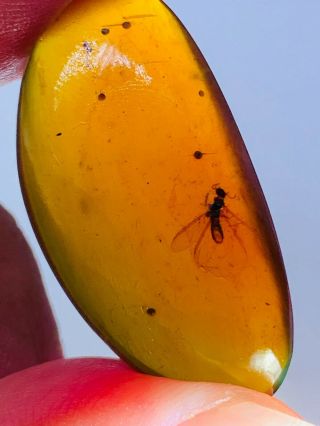3.  59g Termite White Ant Burmite Myanmar Burmese Amber Insect Fossil Dinosaur Age