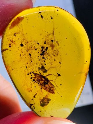 4.  51g Leafhopper Larva Burmite Myanmar Burmese Amber Insect Fossil Dinosaur Age
