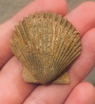 Florida Fossil Bivalve Chlamys Jacksonensis Miocene Megalodon Fossil Age Shell