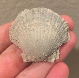 Florida Fossil Bivalve Euvola Hemiicyclicus Pliocene Age Shell Clam