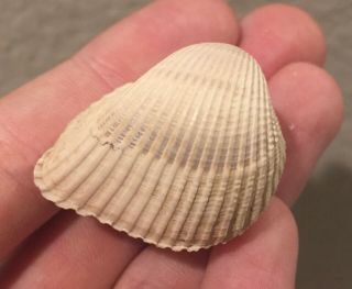 Florida Fossil Bivalve Dallarca Geraetera Miocene Megalodon Age Shell Clam