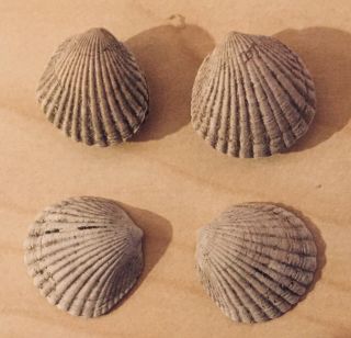 Florida Fossil Bivalves Glycymeris Hummi Pliocene Fossil Age Shells Clams