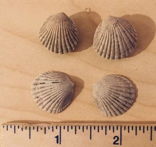 Florida Fossil Bivalves Glycymeris hummi Pliocene Fossil Age Shells Clams 2