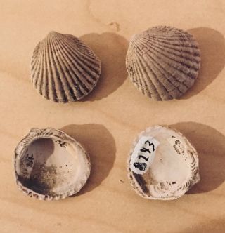 Florida Fossil Bivalves Glycymeris hummi Pliocene Fossil Age Shells Clams 3