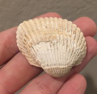 Florida Fossil Bivalve Anadara Alumensis Pliocene Age Shell Clam