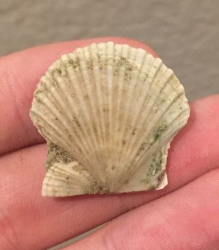 Florida Fossil Bivalve Leptopecten Irremotis Pliocene Age Shell Clam
