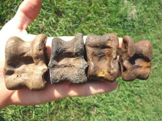 4 Rare Camel & Llama Astragalus Ankle Bones Florida Fossils Extinct Ice Age Bone