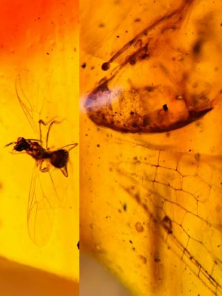 Unknown Fly Bug&wings Burmite Myanmar Burmese Amber Insect Fossil Dinosaur Age