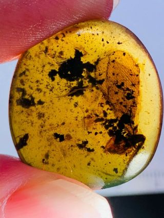 3.  14g Unknown Bug Wings Burmite Myanmar Burmese Amber Insect Fossil Dinosaur Age