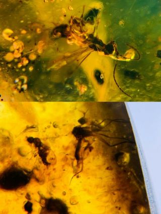 Wasp Bee&2 Mosquito Fly Burmite Myanmar Burmese Amber Insect Fossil Dinosaur Age