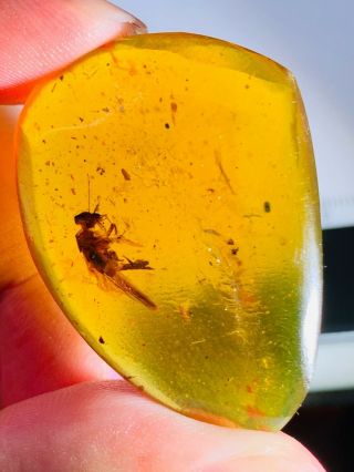 5.  9g Unknown Big Fly Bug Burmite Myanmar Burma Amber Insect Fossil Dinosaur Age