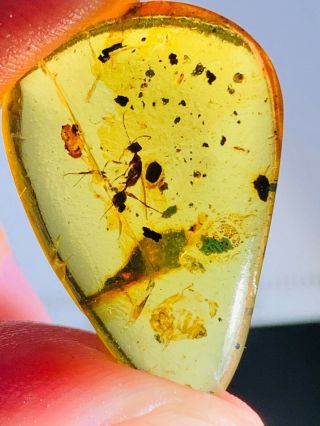 1.  88g Hymenoptera Wasp Bee Burmite Myanmar Amber Insect Fossil Dinosaur Age