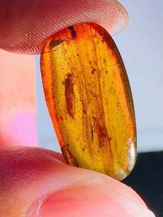 0.  92g Trichoptera Phryganeid Burmite Myanmar Amber Insect Fossil Dinosaur Age