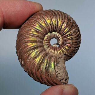 4,  2 Cm (1,  6 In) Ammonite Quenstedtoceras Pyrite Jurassic Russia Fossil Ammonit