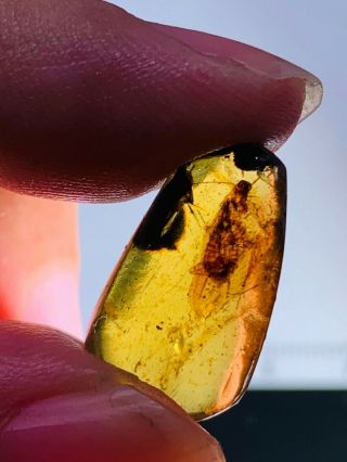 0.  94g Adult Cockroach Burmite Myanmar Burmese Amber Insect Fossil Dinosaur Age