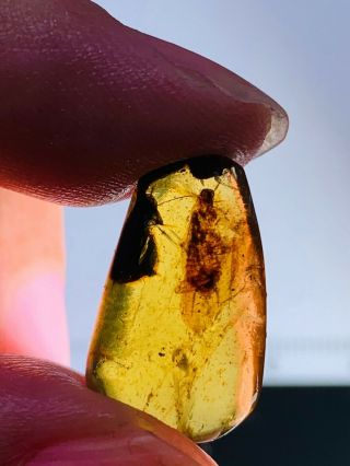 0.  94g adult cockroach Burmite Myanmar Burmese Amber insect fossil dinosaur age 2