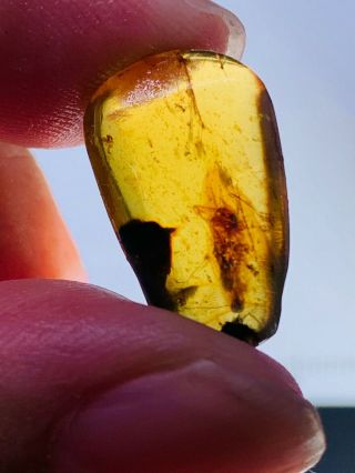 0.  94g adult cockroach Burmite Myanmar Burmese Amber insect fossil dinosaur age 3