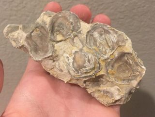 Texas Fossil Bivalve Multi Plate Oysters Cretaceous Dinosaur Fossil Age