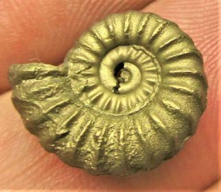 Stunning Golden Promicroceras 17 Mm Jurassic Pyrite Ammonite Fossil Uk Gold Gift