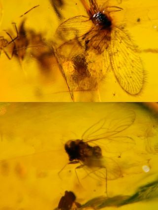 Neuroptera Fly&barklice Burmite Myanmar Burmese Amber Insect Fossil Dinosaur Age