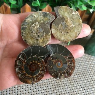 44g 2pairs Of Small Split Ammonite Specimen Shell Healing Madagascar Ps2530
