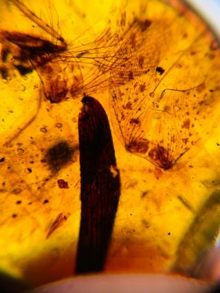 1.  11g Tree Leaf&bug Wings Burmite Myanmar Burma Amber Insect Fossil Dinosaur Age