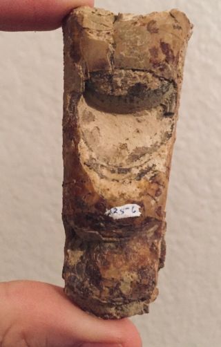 Texas Fossil Ammonite Bactrites Pennsylvanian Trilobite Age Ammonite 2