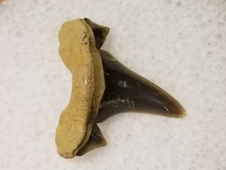 12 Wt / Fossil Shark Tooth Cretaceous Spillway Waco Texas.  Wolf Fam.  Coll.