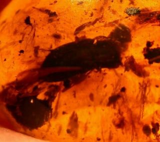 Large Hooded Beetle In Burmite Burmese Amber Fossil Gemstone Dinosaur Age