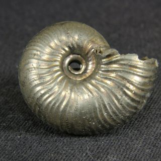 2.  2cm/0.  9in Pyritized Ammonite Funiferites Jurassic Callovian Russian Fossil
