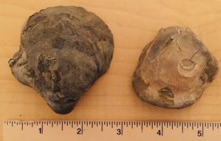 England Fossil Bivalves Gryphaea Dilobotes Jurassic Fossils