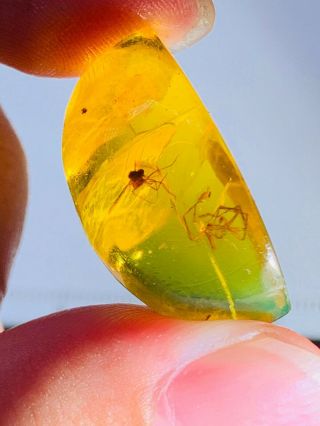 3.  1g Spider&unknown Fly Burmite Myanmar Burmese Amber Insect Fossil Dinosaur Age