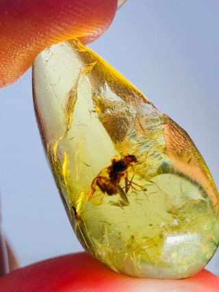 1.  84g unknown big fly bug Burmite Myanmar Burma Amber insect fossil dinosaur age 2