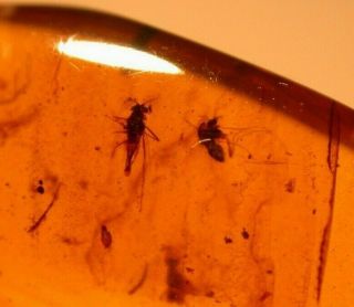 2 Flies,  2 Beetles In Burmite Burmese Amber Fossil Gemstone Dinosaur Age