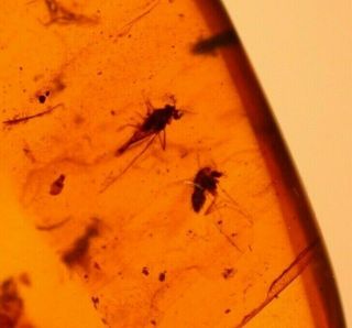 2 Flies,  2 Beetles in Burmite Burmese Amber Fossil Gemstone Dinosaur Age 2