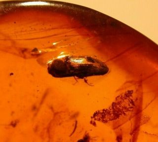 2 Flies,  2 Beetles in Burmite Burmese Amber Fossil Gemstone Dinosaur Age 3