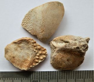 53 Devonian Armor (placoderms) Fish Fragment,  Part Flipper Bone.  Rare