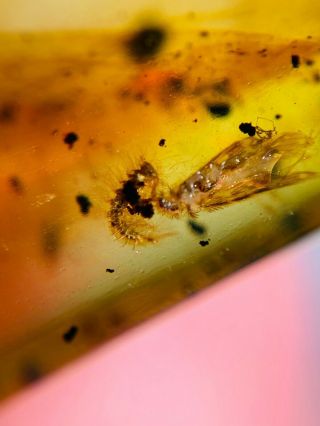 Polyxenida Millipede&caddisfly Burmite Myanmar Amber Insect Fossil Dinosaur Age