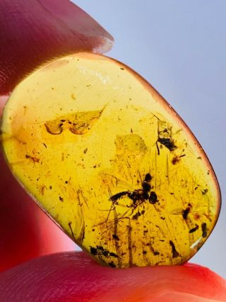 1.  62g Unknown Fly Bug Burmite Myanmar Burmese Amber Insect Fossil Dinosaur Age