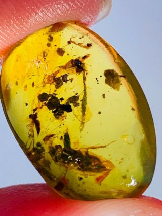 1.  11g Adult Roach&fly Burmite Myanmar Burmese Amber Insect Fossil Dinosaur Age