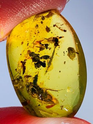 1.  11g adult roach&fly Burmite Myanmar Burmese Amber insect fossil dinosaur age 2