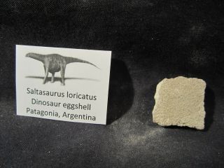 Dinosaur Bones Saltasaurus Loricatus Egg Shell Pataagonia,  Argentina.