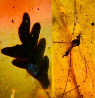 Tree Leaf&mosquito Fly Burmite Myanmar Burmese Amber Insect Fossil Dinosaur Age